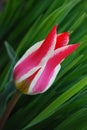 Bright two-color tulips decorative decoration of a spring flower bed Royalty Free Stock Photo